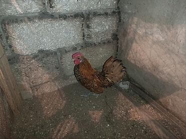 amadin satilir: Sibirayit qızılı xoruzu satılır 3 denedi 3 ude Xoruzdu — 4