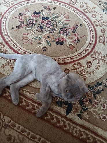 heyvan əşyaları: Britan yastı qulaq — 4