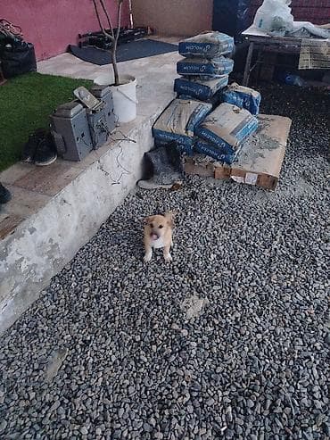 1 il, Erkek, Ünvandan götürmə