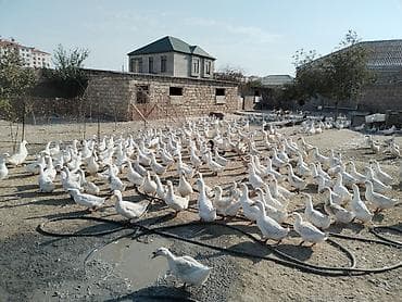 Bentley: Salam tam saqlam saxlamaliq ve keskilik Pekin cinsi etdik ordekler — 2