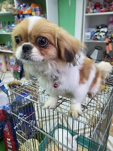 Pekines, 4 ay, Dişi, Pulsuz çatdırılma