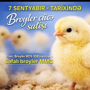 Kənd təsərrüfatı quşları: Toyuq cücələri, Ətlik — 1