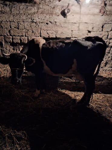 xaçmazda inəklər: Satlıq heyvan – inək və buzov - 4 ci qarın doğub 4 aylıq yanda dişi — 2