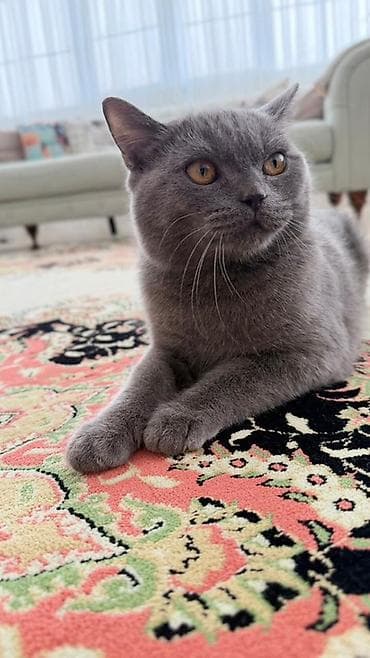 siam pişiyi: Britan — 1