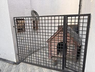 Metall qəfəsli it çardağı

İt Yuvasıda satılır. 30 m
Ünvan bilgəh
