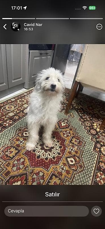 şpitz itlər: Satılır – balaca ölçülü, tüklü ev iti - Cins: kiçik ölçülü, uzun — 1