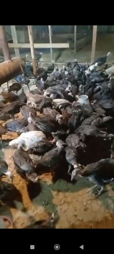 Qazlar: Mərdəkan Hinduska 27 m 2 kq kimi çəki Amerikan bronz yeni ilə kimi — 2