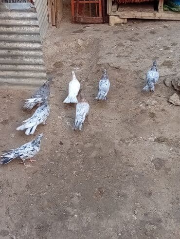 bugda qiymeti: 7 ədəd əbrəş təcili qiyməti hamısına ayitdi — 3