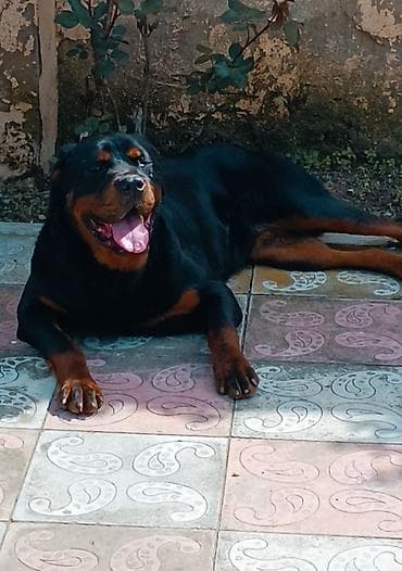 Rotveyler, 7 ay, Dişi