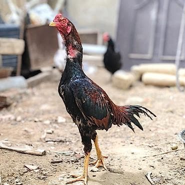 döyüş xoruzu: Salam Aleykum. Allah hamının malına bərəkət versin. Saf qan beçə 9 — 1