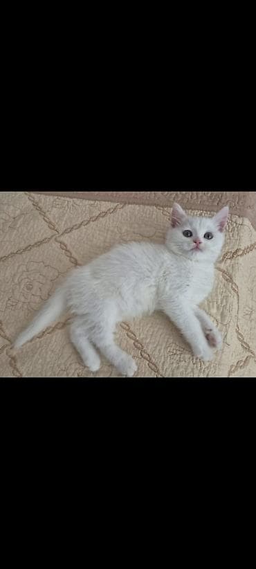 yaz pişiyi: Şinşilla, Dişi, Ünvandan götürmə — 3