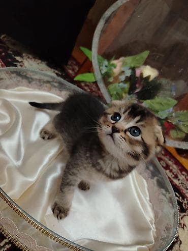 шотландская кошка купить: Шотландская, В добрые руки, Самовывоз, Бесплатная доставка — 3