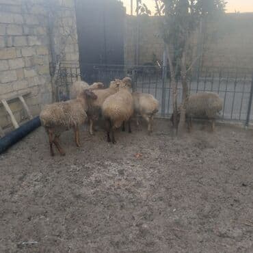 qoyun satisi: 6 boğaz qoyun biri qocadi 5ise 2 və 3 qarın dogmuw qoyunları kom — 5