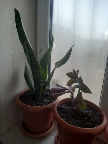 atatürk gülü qiymeti: İç məkan üçün canlı dekorativ güllər və sukulentlər - Amaryllis — 7