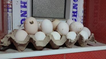 ev yumurtası: Ayam Gemani yumurtasi Məhsul: Təzə toyuq yumurtası - Rəng: ağ - — 2