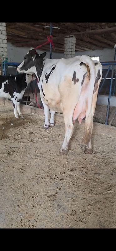 kənd təsərrüfatı heyvanları: Inek südlük sakit inekdi heyvanda heç bir prablemi yoxdu balası 2 — 1