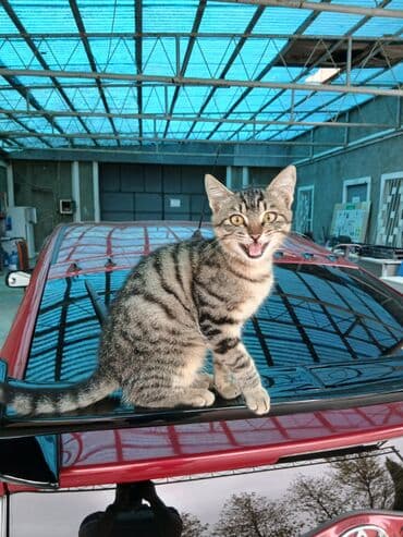 oğlan pişik adları: Tabbi, Erkək, Yaxşı əllərə — 5