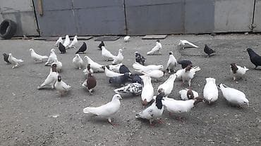 göyerçin yuvası: Optum satilir 30 40 arasi quwdur texmini quwdur. tek satilmir unvan — 2