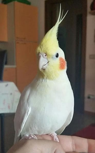 toyuq hini: Nimfa (cockatiel) papağanı – əl öyrədilə bilən, ağıllı və mehriban ev — 4