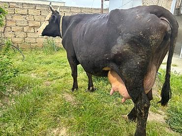 inəyler: İnək təzə doğub balasi yoxdu. 20 litr süd verir — 2