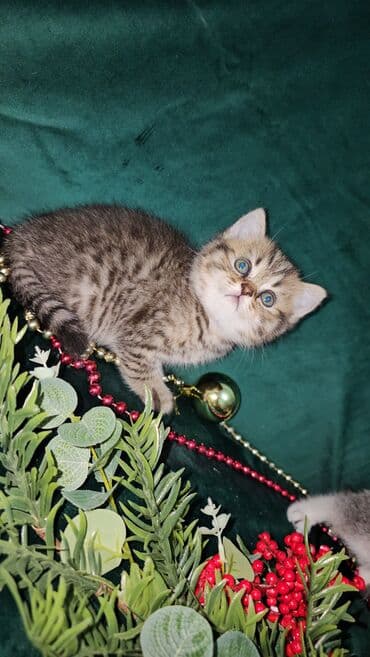 sari pisik: Şotland, Erkək, Dişi, Ünvandan götürmə — 2