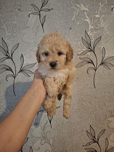 pudel sözünün mənası: Pudel — 2