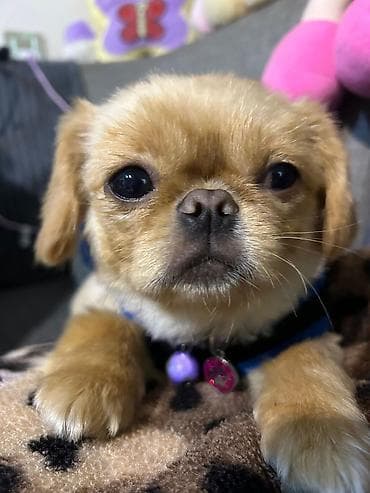 ev iti cinsleri: Pekines, 7 ay, Dişi, Ödənişli çatdırılma — 2