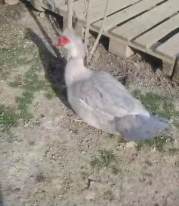 Muscovy ördəyi (hind ördəyi) – boz/gümüşü rəngli - Cins: Muscovy lalafo.az -da Muscovy ördəyi (hind ördəyi) – boz/gümüşü rəngli - Cins: Muscovy