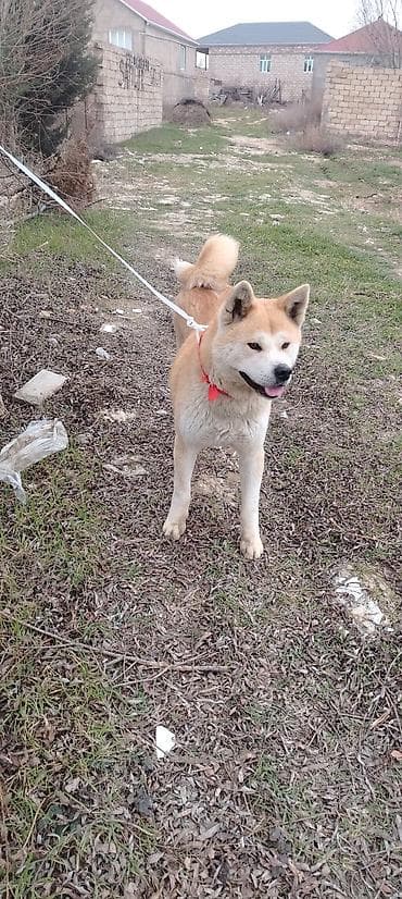 Akita-inu lalafo.az -da Akita-inu