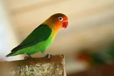 Bülbüllər: Fiser hazir cut yuva hazirlayirlar — 3