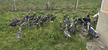 ev qusu: Məhsul: Türki (hind toyuğu) sürüsü Təsvir: - Fotoşəkillərdə göründüyü — 5