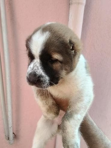 balaca it: Qafqaz çoban iti, 1 ay, Dişi, Ünvandan götürmə — 2