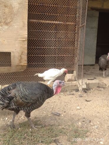 домики для кошек баку: Самка, Для разведения, Бесплатная доставка — 4