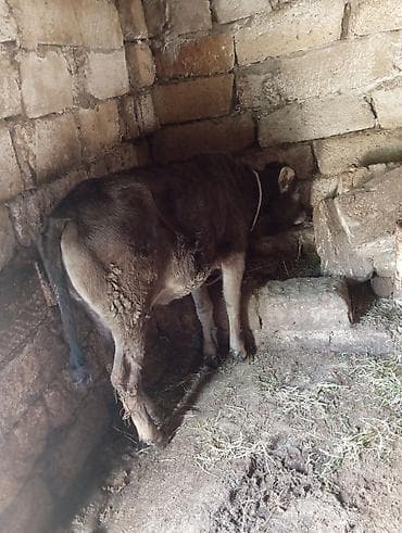 pitpul balası: Dişi, il: 4, 240 kq, Damazlıq, Südlük, Ətlik — 5