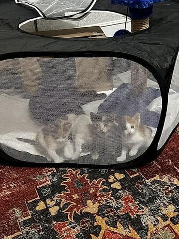 pişik səbəti: Dişi — 3