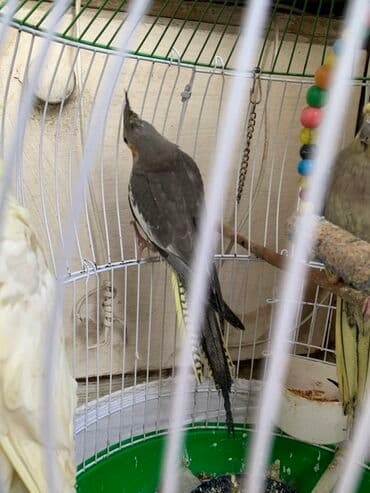 qaşqaldaq quşu: Nymph kakadu (cockatiel) – boz rəngli, yanaqlarında narıncı ləkələr — 5