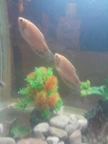 akvarium xırda balığı: Sülhsevər, Pulsuz çatdırılma — 1