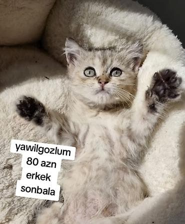 80 yox 50 azn endirime dusdu. telesin son bala. wp yazin catdirilma