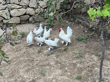 inək satılır binə: Toyuq, Damazlıq — 3