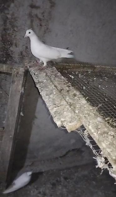 dekorativ quş: Ağ erkeydi tutulma qizğin erkeydi unvan gence gondermekde mumkundu - — 2