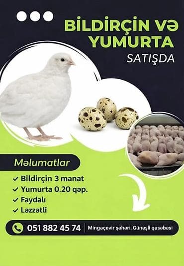Məhsul: Bildirçin və bildirçin yumurtası Xüsusiyyətlər: - Bildirçin – at lalafo.az Məhsul: Bildirçin və bildirçin yumurtası Xüsusiyyətlər: - Bildirçin –