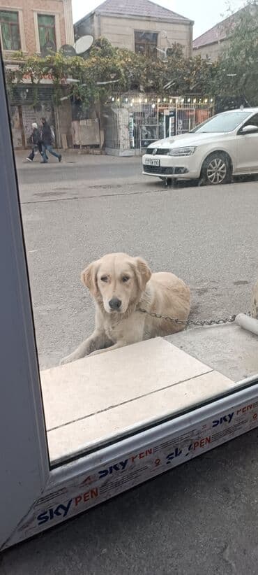 домик для собаки: Ретривер — 1