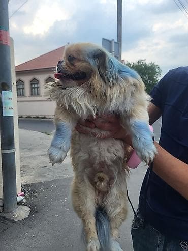 it balası: Pekines, 2 il, Erkek — 3