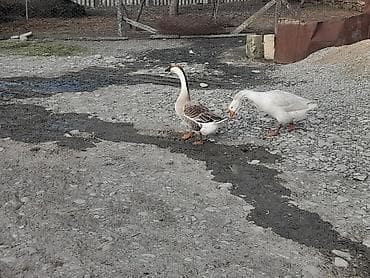 quş şekilleri: Salam linka kuban qaz satlir fere yumurtaya teze dusub 7 eded — 5
