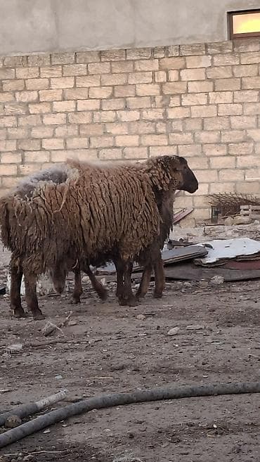 Salam kök quzudu.diger quzular ve dişi toglular var isdiyen elaqe lalafo.az -da Salam kök quzudu.diger quzular ve dişi toglular var isdiyen elaqe