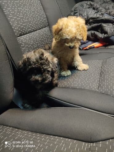 ən gözəl itlər: Pudel — 6