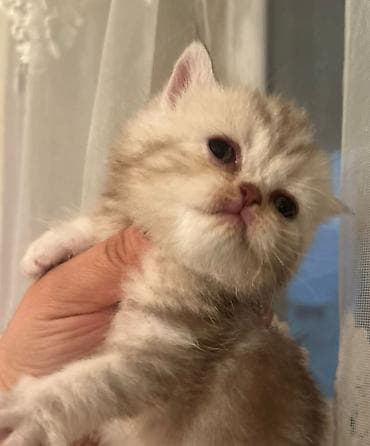 pişik ucuz: Britan — 6