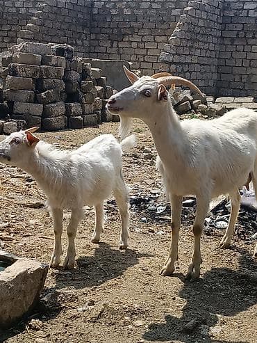 çəpişlər: Ağ rəngli yerli keçi ana-balası dəsti Məhsul təsviri: - 1 dişi ana — 2