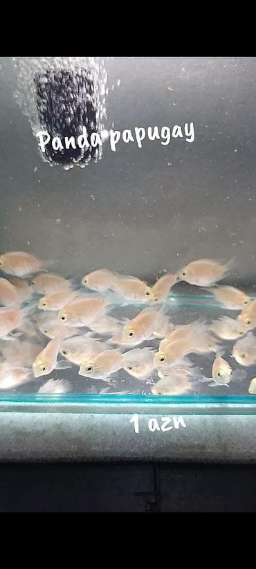 betta balığı: Panda papugay balıqı! 2 sm 1 azn 3 sm. 2 azn WhatsApp yazın!!!! — 3