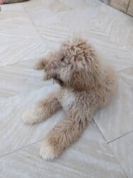 приучатель к туалету для собак: Пудель, 9 месяцев, Самец, С прививками, Самовывоз — 3